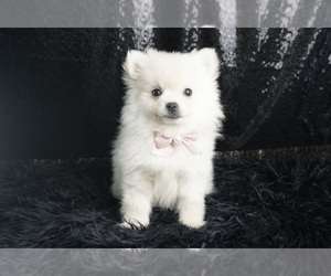 Medium Pomeranian