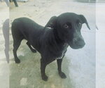 Small Photo #2 Labrador Retriever-Unknown Mix Puppy For Sale in San Diego, CA, USA