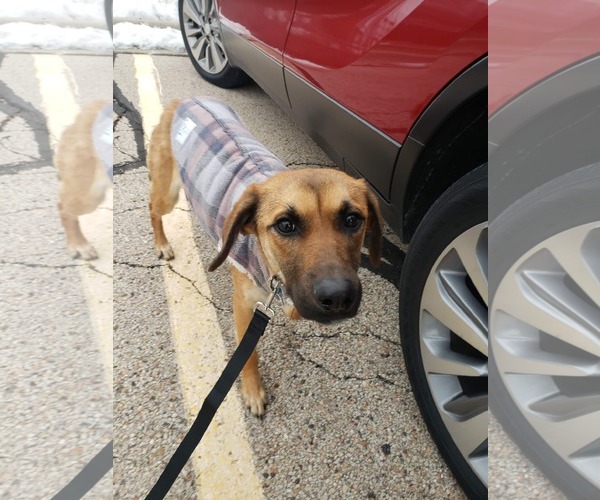 Medium Photo #1 Mountain Cur-Unknown Mix Puppy For Sale in Plainfield, IL, USA