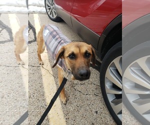 Mountain Cur-Unknown Mix Dogs for adoption in Plainfield, IL, USA