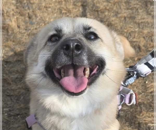 Medium Photo #1 Mutt Puppy For Sale in San Ramon, CA, USA