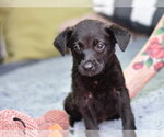 Small #2 Dachshund Mix