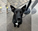 Small #7 Labrador Retriever Mix