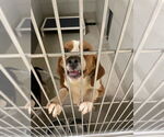 Small #5 Beagle