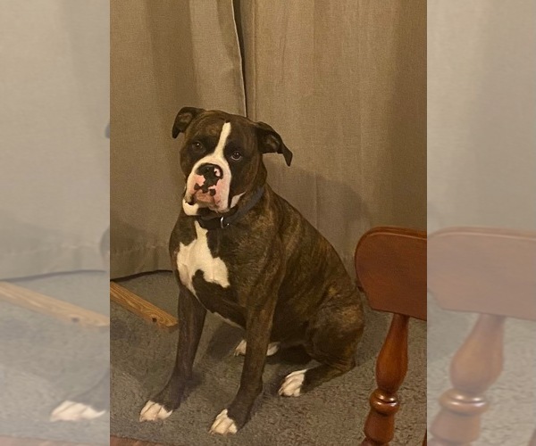 Medium Photo #1 Boxer Puppy For Sale in DISPUTANTA, VA, USA