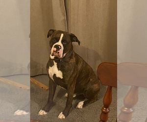 Father of the Boxer puppies born on 08/20/2026