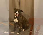Small Photo #1 Boxer Puppy For Sale in DISPUTANTA, VA, USA