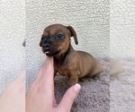 Small Photo #7 Chiweenie-Jack Russell Terrier Mix Puppy For Sale in SAINT AUGUSTINE, FL, USA