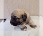 Small Photo #3 Mastiff Puppy For Sale in WEATHERFORD, TX, USA