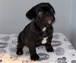 Small #5 French Bulldog