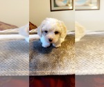 Small Photo #4 Cavachon Puppy For Sale in RACINE, WI, USA