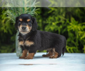 Dachshund Litter for sale in MILLERSBURG, OH, USA