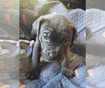 Small Photo #31 Cane Corso Puppy For Sale in HENRY, VA, USA
