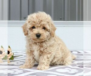 Maltipoo Puppy for sale in BIRD IN HAND, PA, USA