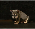 Small Photo #2 French Bulldog Puppy For Sale in WEST PLAINS, MO, USA