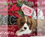 Small #2 Cavalier King Charles Spaniel