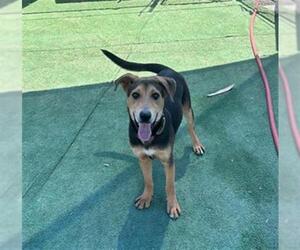 German Shepherd Dog-Unknown Mix Dogs for adoption in Redlands, CA, USA