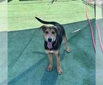 Small German Shepherd Dog Mix