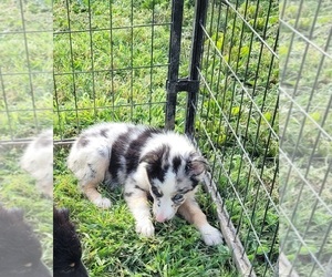 Miniature Australian Shepherd Puppy for sale in MOULTON, IA, USA