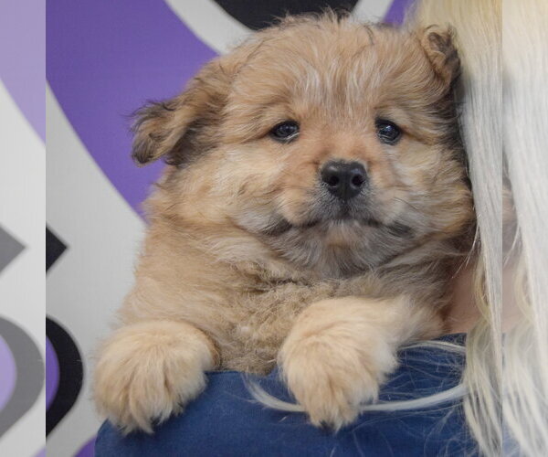 Medium Photo #6 Chow Chow-Unknown Mix Puppy For Sale in Huntley, IL, USA