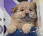 Small #5 Chow Chow Mix