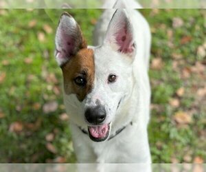 German Shepherd Dog Dogs for adoption in Waco, TX, USA