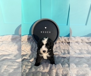 Sheepadoodle Puppy for sale in CENTURY, FL, USA