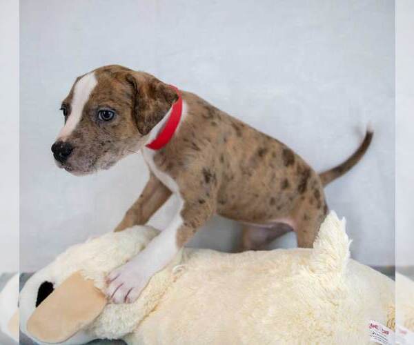 Medium Photo #2 Bulldog-Unknown Mix Puppy For Sale in Kennesaw, GA, USA
