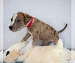 Small #1 Bulldog Mix
