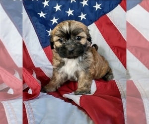 Zuchon Puppy for sale in NEW YORK MILLS, MN, USA