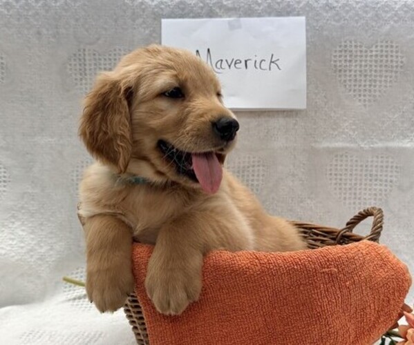Medium Photo #4 Golden Retriever Puppy For Sale in OWEN, WI, USA
