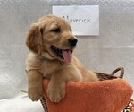 Small #3 Golden Retriever