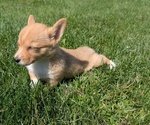 Small #5 Pembroke Welsh Corgi