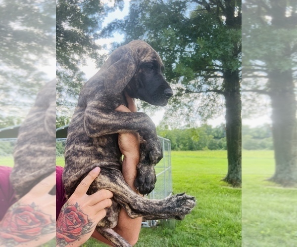Medium Photo #4 Great Dane Puppy For Sale in DRY RIDGE, KY, USA