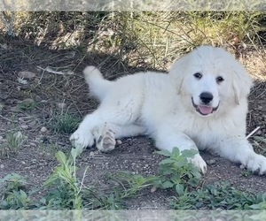 Great Pyrenees Puppy for sale in GREELEY, CO, USA