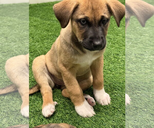Medium Photo #3 Mutt Puppy For Sale in Sanford, FL, USA