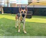 Small #1 German Shepherd Dog Mix