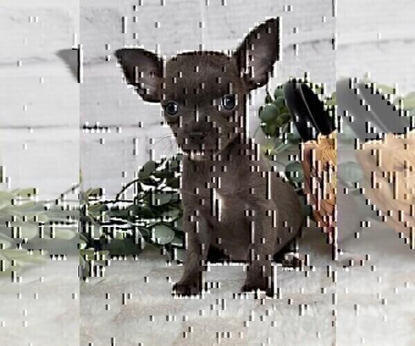 Medium Photo #28 Chihuahua Puppy For Sale in DELRAY BEACH, FL, USA