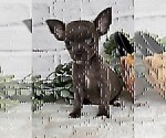 Small #27 Chihuahua
