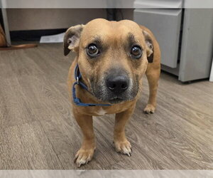 Mutt Dogs for adoption in Martinez, CA, USA