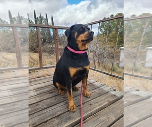 Rottweiler Dogs for adoption in RIMROCK, AZ, USA