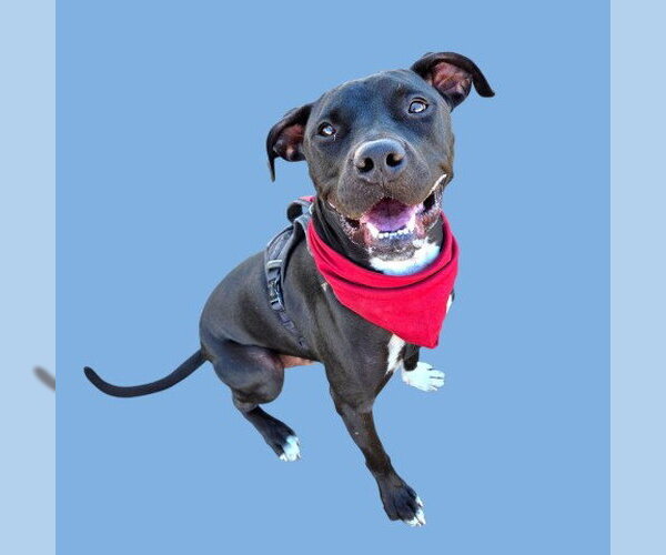 Medium Photo #1 Mutt Puppy For Sale in Bakersfield, CA, USA