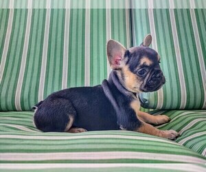 French Bulldog Puppy for sale in KNOXVILLE, TN, USA