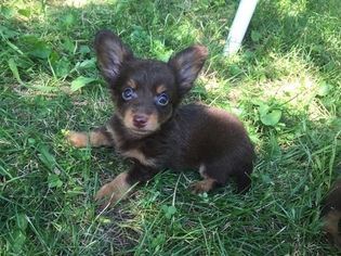 Chihuahua Puppy for sale in ROYAL, NE, USA
