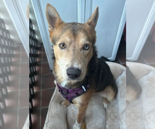 Medium Photo #2 German Shepherd Dog-Huskies  Mix Puppy For Sale in Fremont, CA, USA