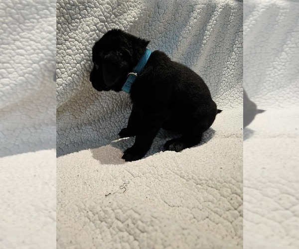 Medium Photo #25 Labrador Retriever Puppy For Sale in Gagetown, MI, USA