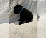 Small #1 Labrador Retriever