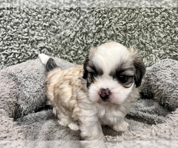 Medium Photo #11 Zuchon Puppy For Sale in RENO, NV, USA