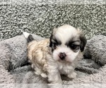 Small #1 Zuchon