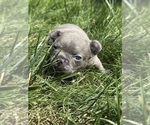 Puppy Whiskey French Bulldog